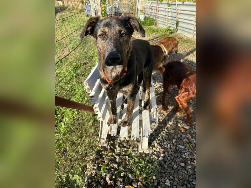 Rino – ein Seelchen von Hund