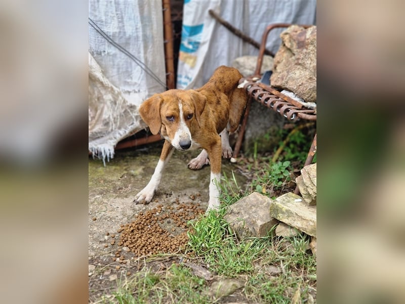 Jerry – familienhundliche Lehrstelle gesucht -