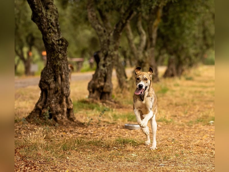 Jerry – familienhundliche Lehrstelle gesucht -