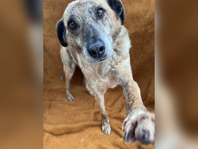 BALOU sucht sein Glück
