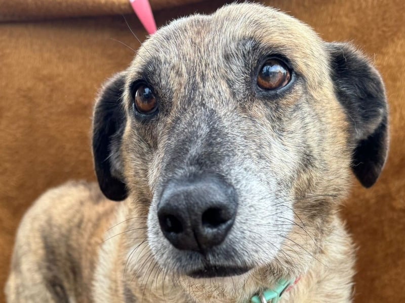 BALOU sucht sein Glück