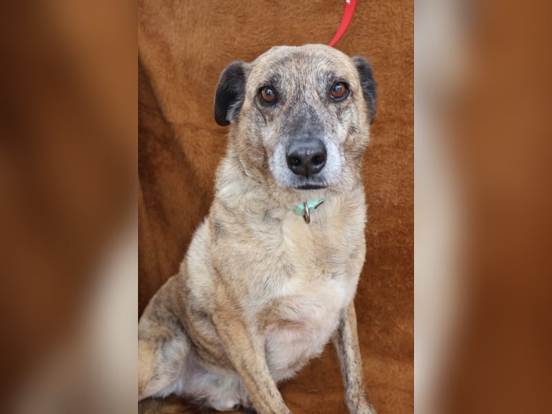 BALOU sucht sein Glück