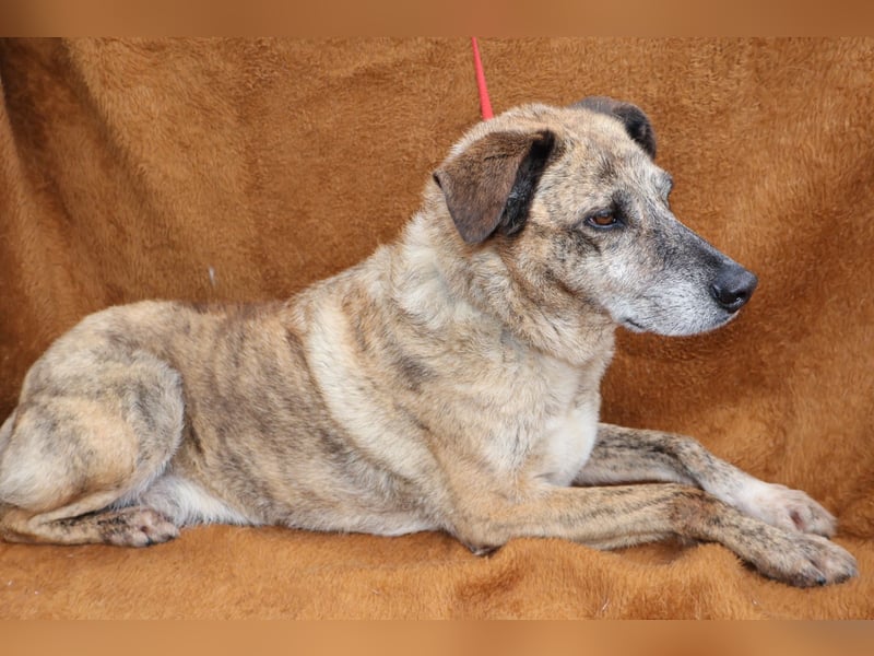 BALOU sucht sein Glück