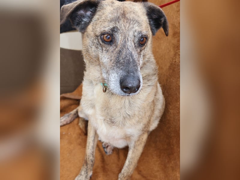 BALOU sucht sein Glück