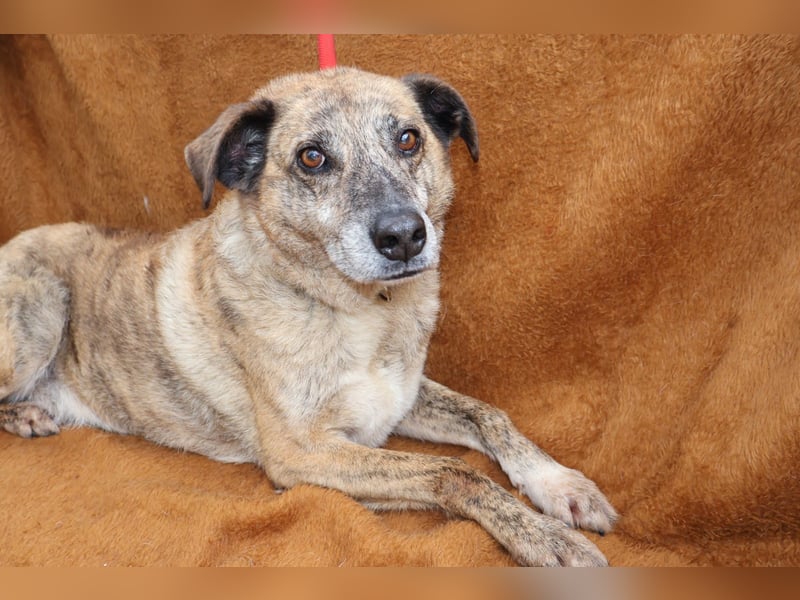 BALOU sucht sein Glück