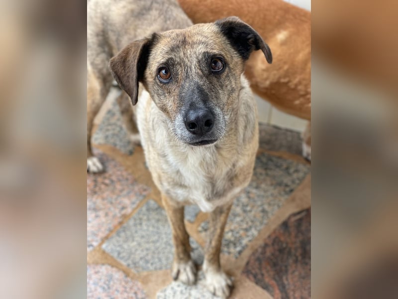 BALOU sucht sein Glück