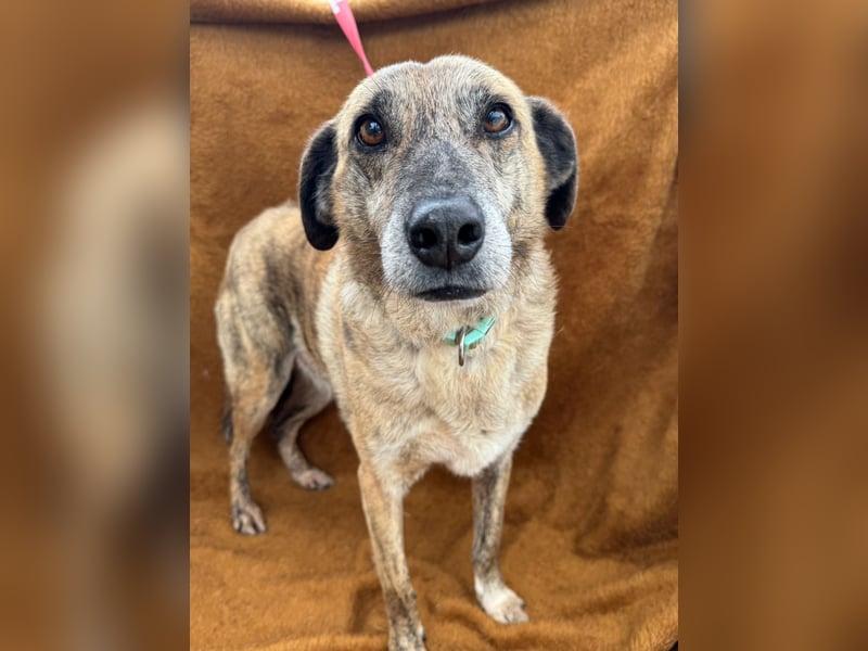 BALOU sucht sein Glück