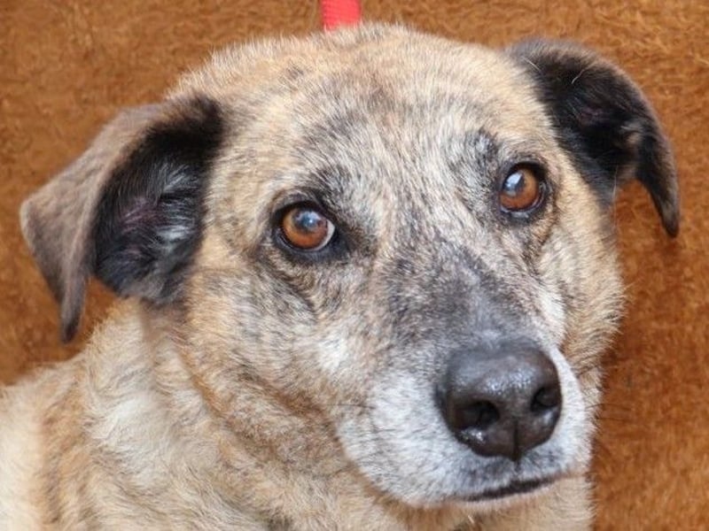BALOU sucht sein Glück