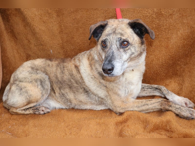 BALOU sucht sein Glück