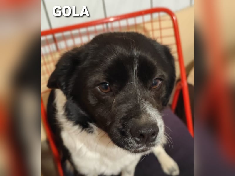 Gola, RESERVIERT