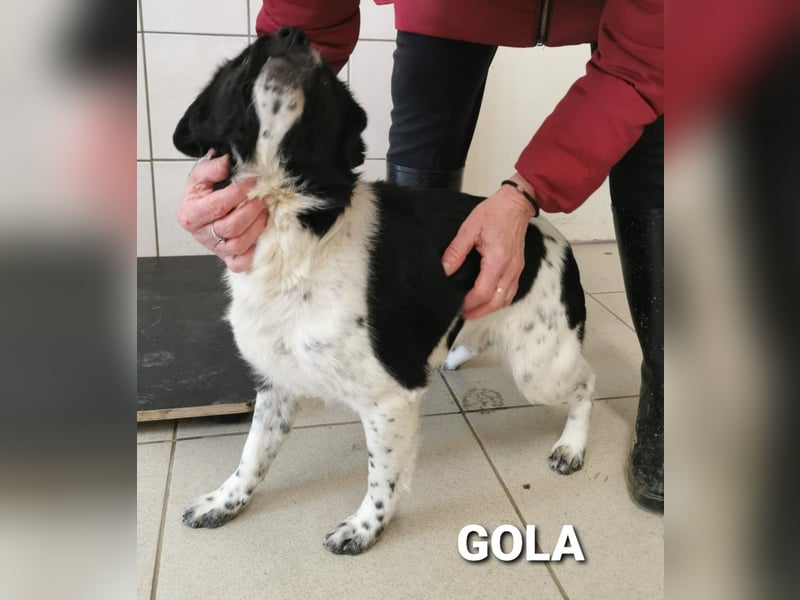 Gola, RESERVIERT