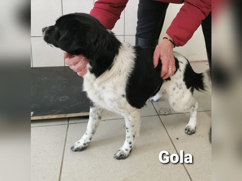 Gola, RESERVIERT