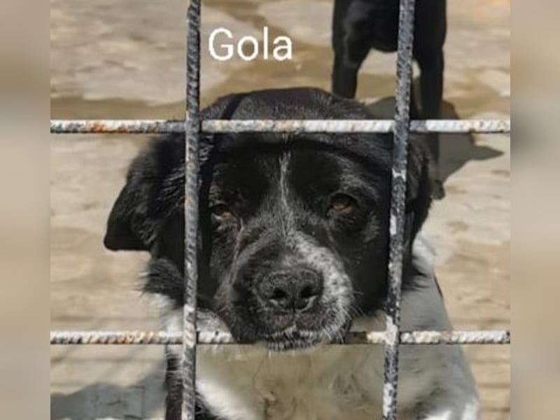 Gola, RESERVIERT