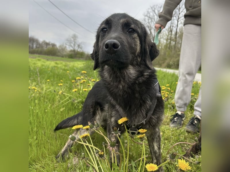 Monty braucht Liebe