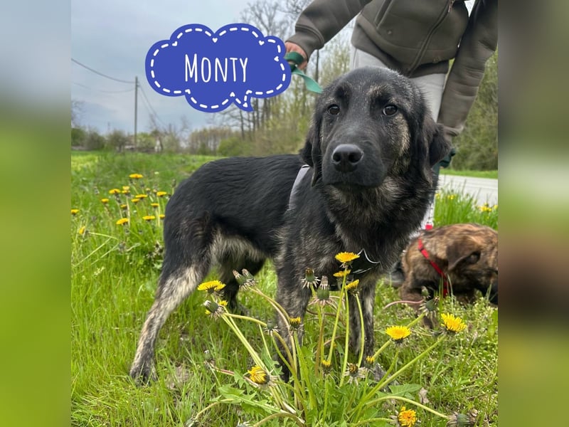 Monty braucht Liebe