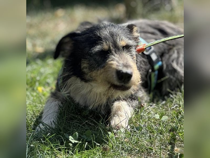 Dexy ein lieber gutmütiger Kerl