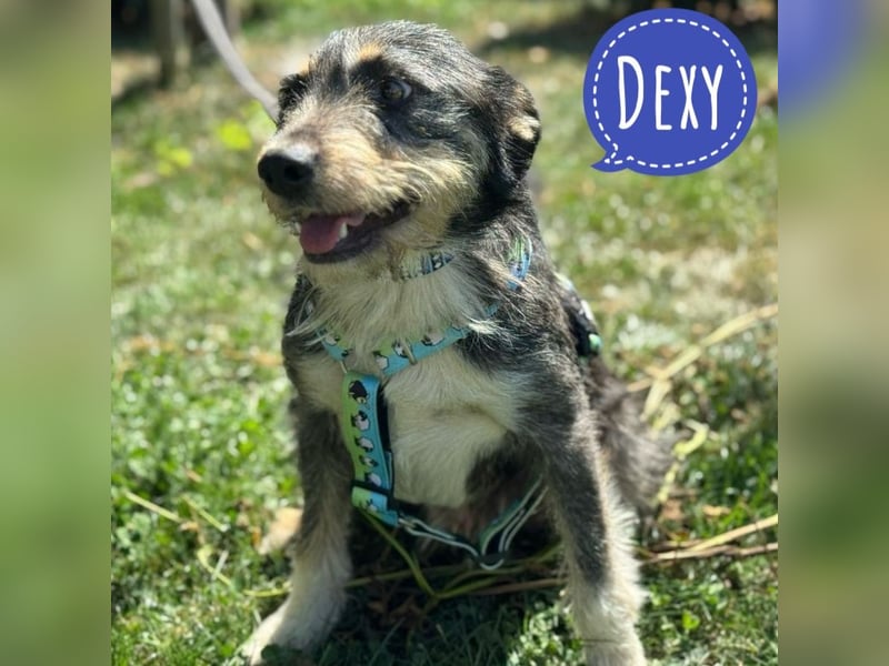 Dexy ein lieber gutmütiger Kerl