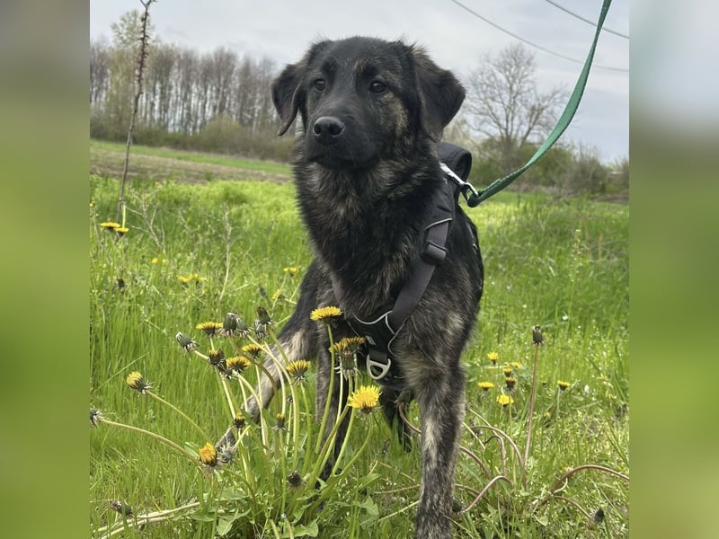 Monty braucht Liebe