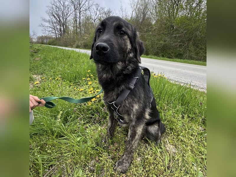 Monty braucht Liebe