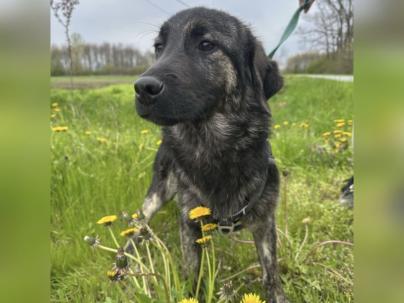 Monty braucht Liebe
