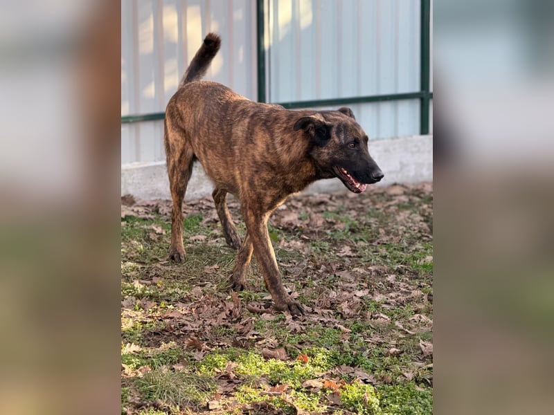 Holl. Schäferhundmischling