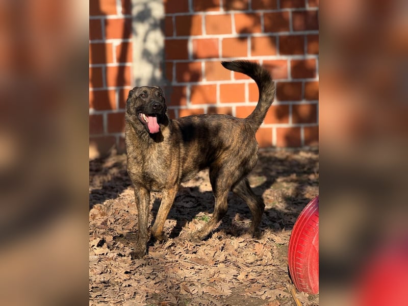 Holl. Schäferhundmischling