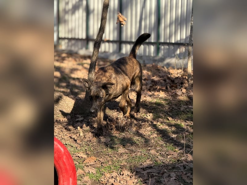 Holl. Schäferhundmischling
