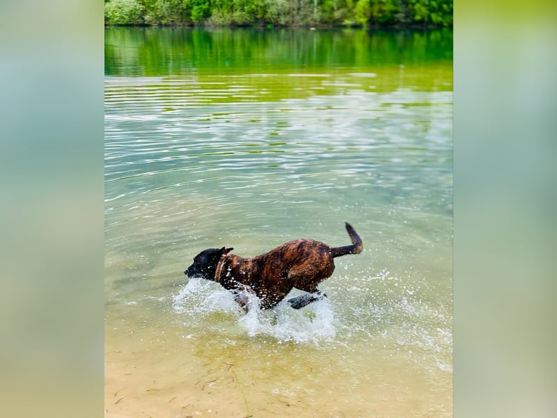 Holl. Schäferhundmischling