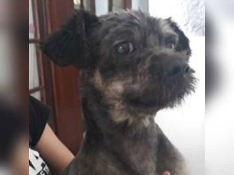 Zorro