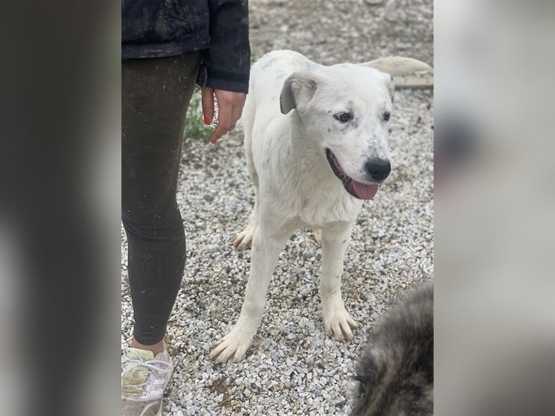 Pünktchen, geb. ca. 10/2022, lebt in GRIECHENLAND, im städt. Tierheim Serres