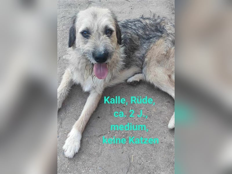 Kalle und Neo - 2 Brüder suchen ein Zuhaue (auch getrennt möglich)