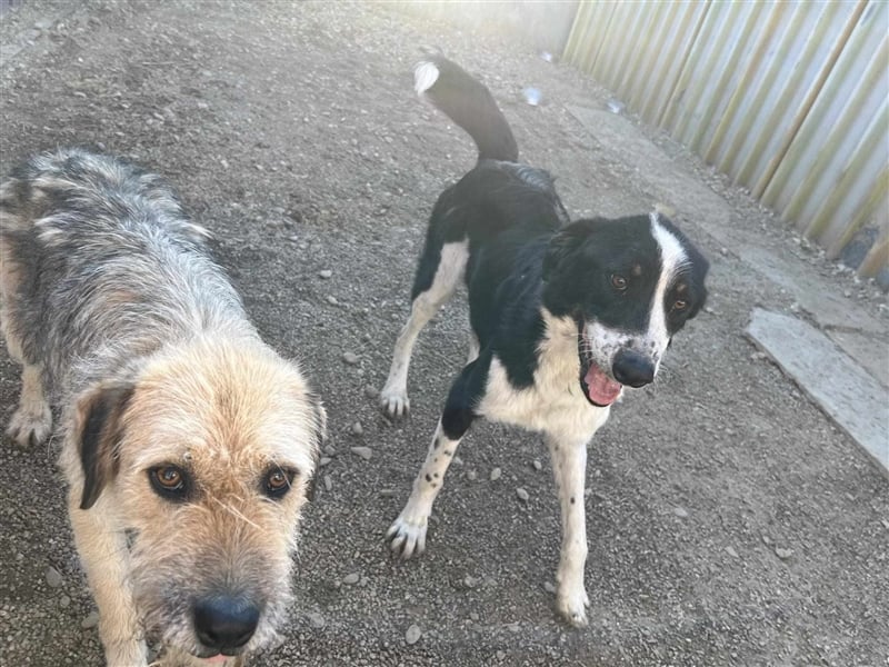 Kalle und Neo - 2 Brüder suchen ein Zuhaue (auch getrennt möglich)