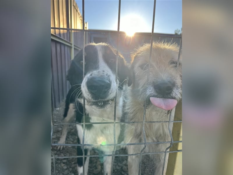 Kalle und Neo - 2 Brüder suchen ein Zuhaue (auch getrennt möglich)