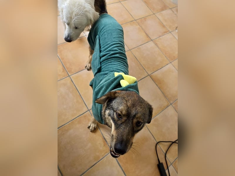 ❤️ Seelenhund Flori sucht Menschen mit Herz und Hundeverstand ❤️