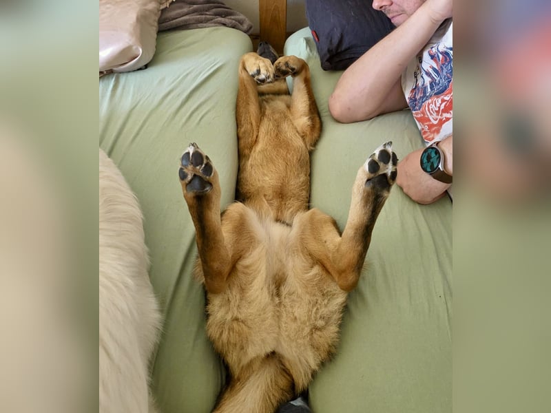 ❤️ Seelenhund Flori sucht Menschen mit Herz und Hundeverstand ❤️