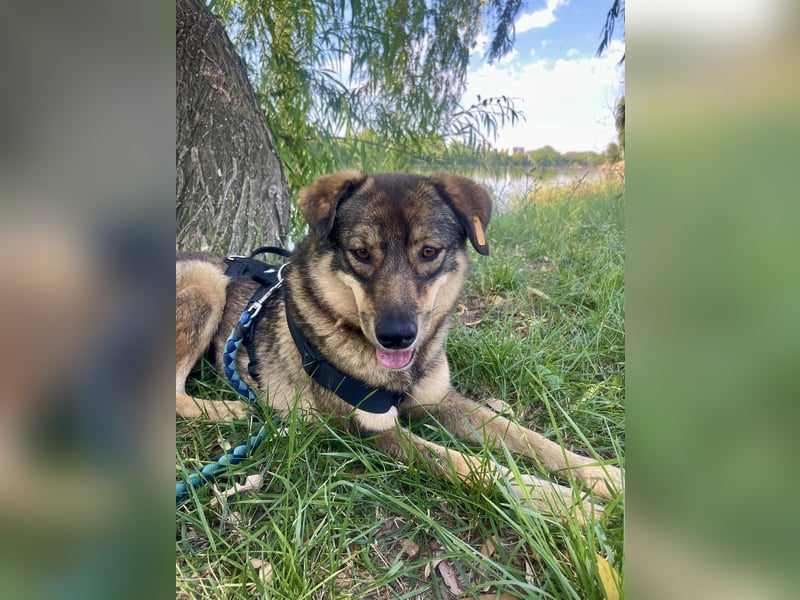 ❤️ Seelenhund Flori sucht Menschen mit Herz und Hundeverstand ❤️
