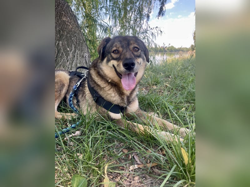 ❤️ Seelenhund Flori sucht Menschen mit Herz und Hundeverstand ❤️