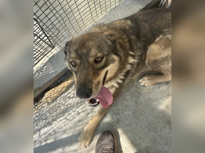❤️ Seelenhund Flori sucht Menschen mit Herz und Hundeverstand ❤️