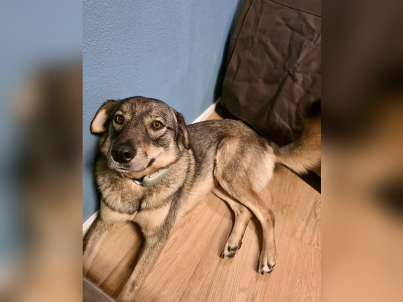 ❤️ Seelenhund Flori sucht Menschen mit Herz und Hundeverstand ❤️