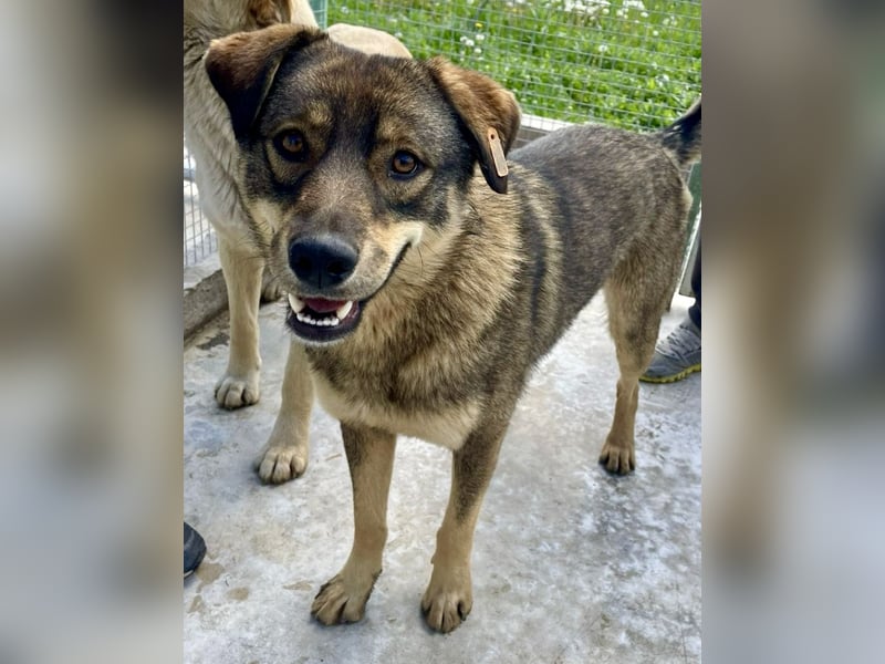 ❤️ Seelenhund Flori sucht Menschen mit Herz und Hundeverstand ❤️