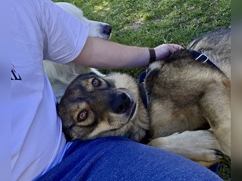 ❤️ Seelenhund Flori sucht Menschen mit Herz und Hundeverstand ❤️