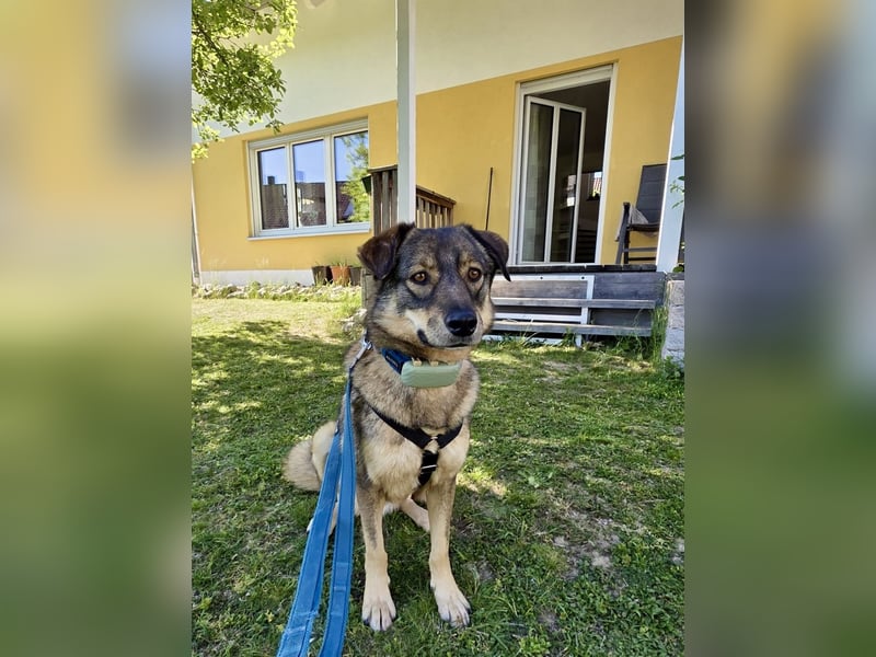 ❤️ Seelenhund Flori sucht Menschen mit Herz und Hundeverstand ❤️