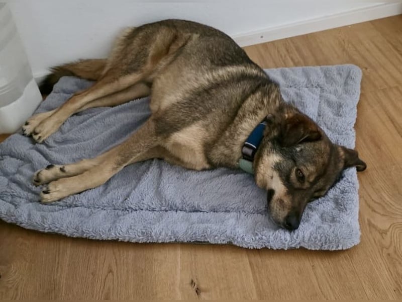 ❤️ Seelenhund Flori sucht Menschen mit Herz und Hundeverstand ❤️