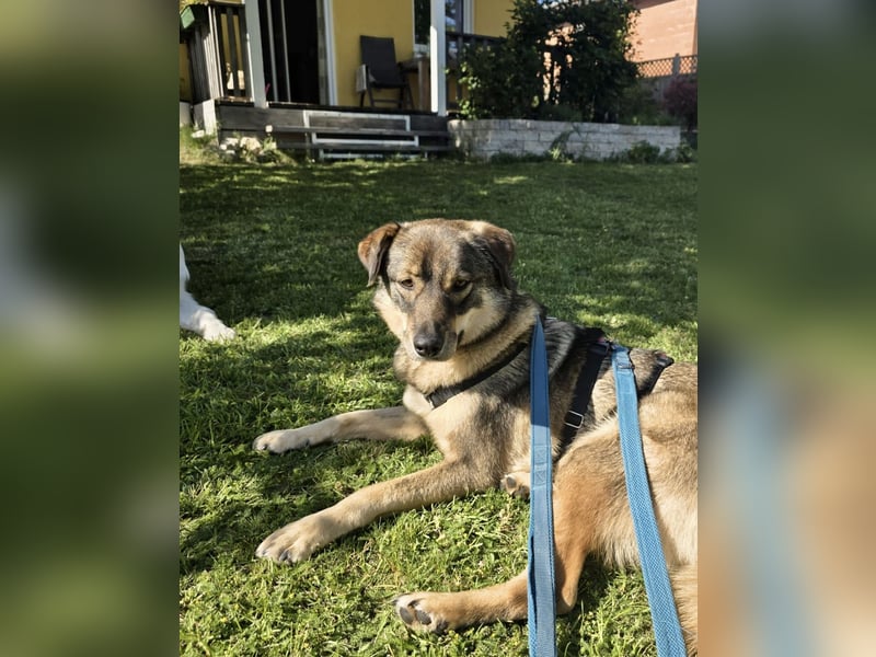 ❤️ Seelenhund Flori sucht Menschen mit Herz und Hundeverstand ❤️