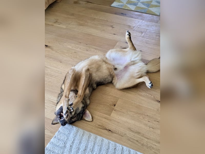 ❤️ Seelenhund Flori sucht Menschen mit Herz und Hundeverstand ❤️