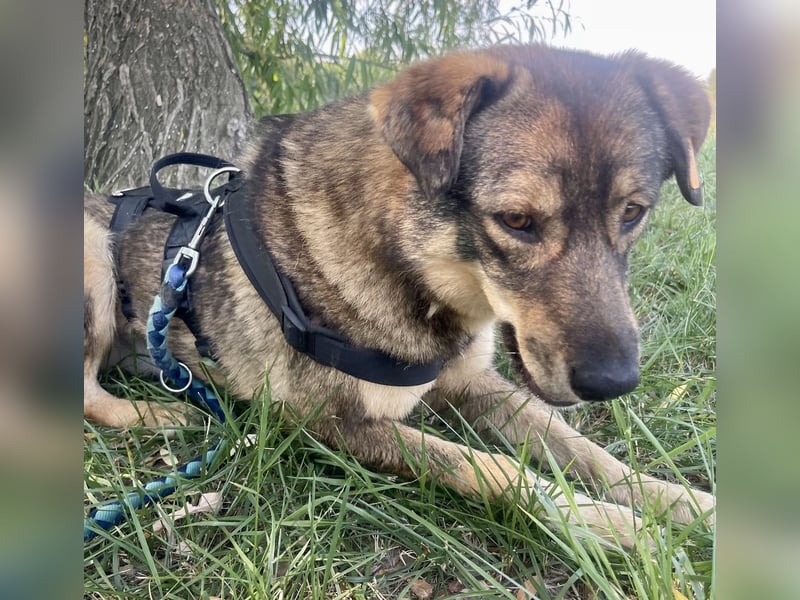 ❤️ Seelenhund Flori sucht Menschen mit Herz und Hundeverstand ❤️