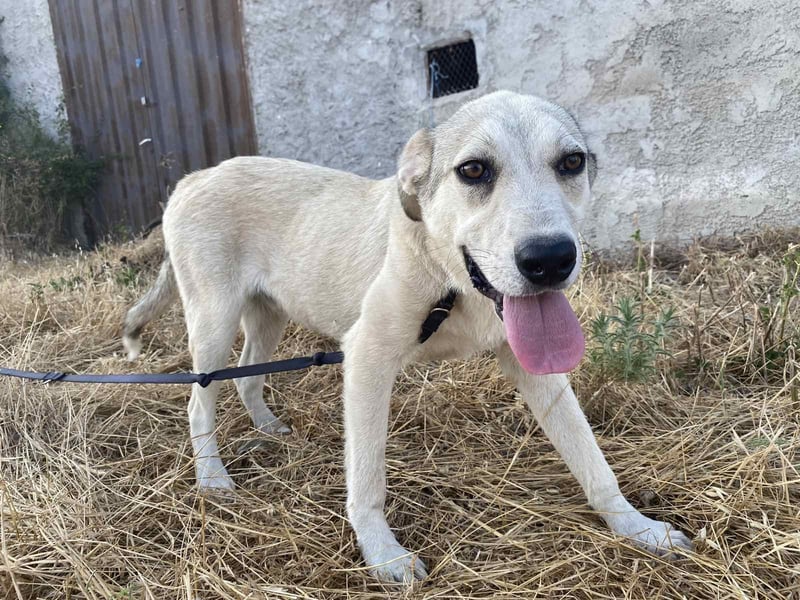 George - Ein treuer Freund auf der Suche nach seinem Zuhause