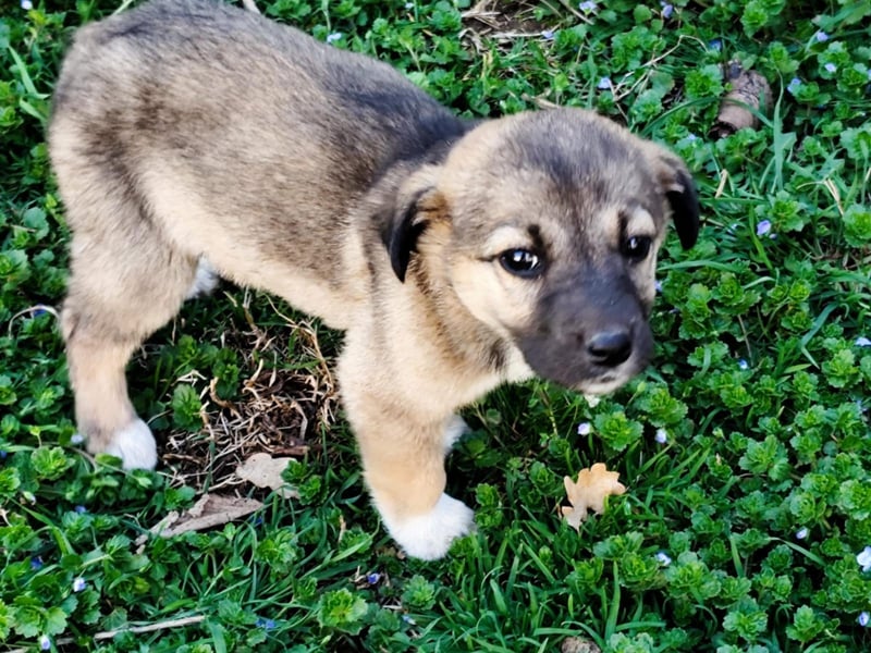 Buddy sucht sein Zuhause – Eine kleine Fellnase mit viel Charme