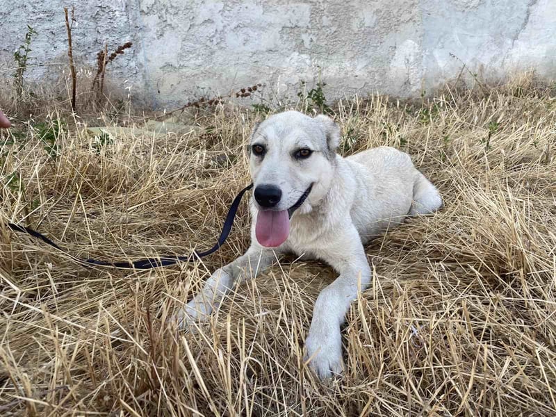 George - Ein treuer Freund auf der Suche nach seinem Zuhause