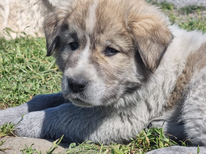 Louis - ein kleiner Bursche sucht sein Glück